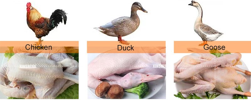 Poultry Chicken Duck Feather Plucker Machine poultry chicken duck feather plucker machine